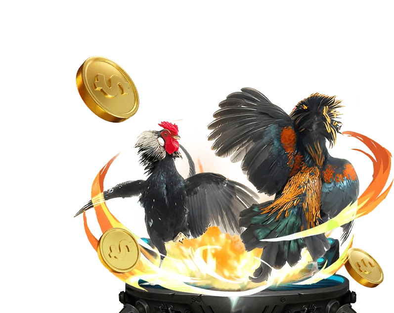 Lịch trình đá gà Thomo trực tiếp hôm nay